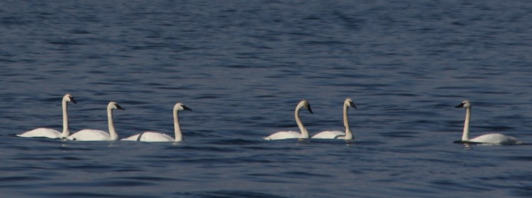 Trumpeter Swans Enjoying a Break on Their Way to Arctic Nesting